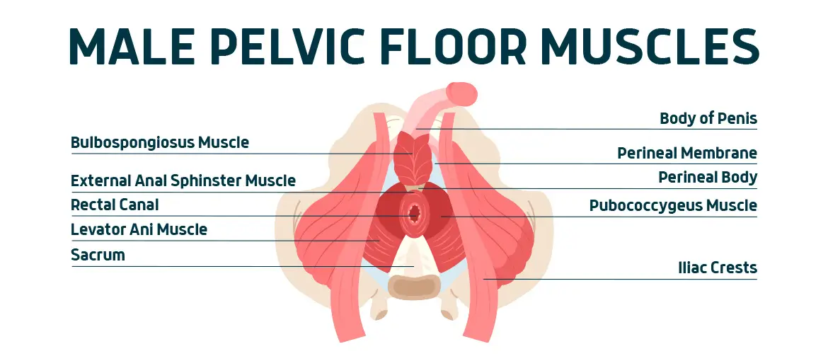 male pelvic floor muscles